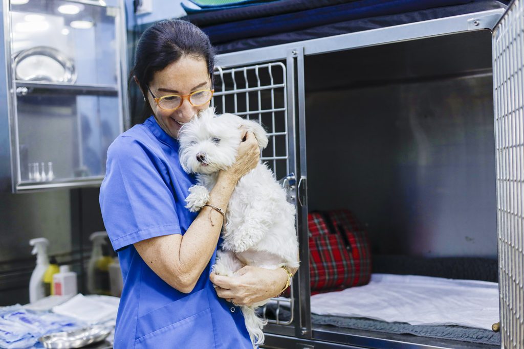 Hospitalización perro en Cirugía en Cirugia mínima invasión en Fisioterapia por electroestimulación en Miquel Janer Clínica Veterinaria en Sant Gervasi de Barcelona