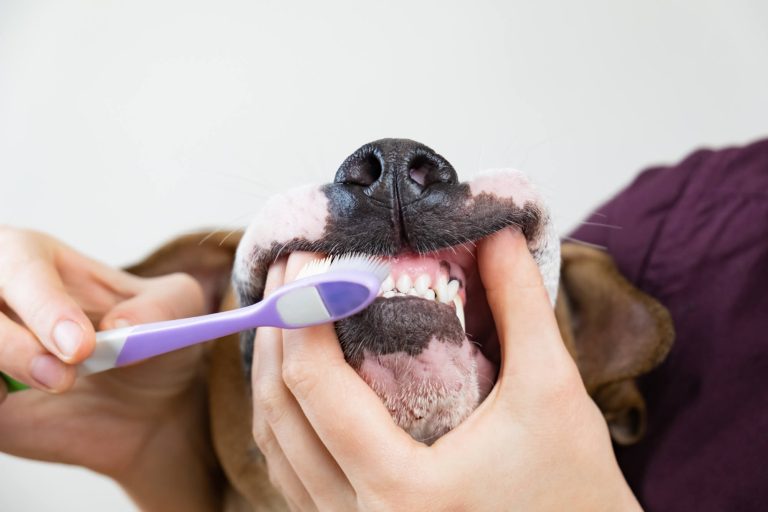 Higiene bucal perro en Miquel Janer Clínica Veterinaria de Sarrià Barcelona