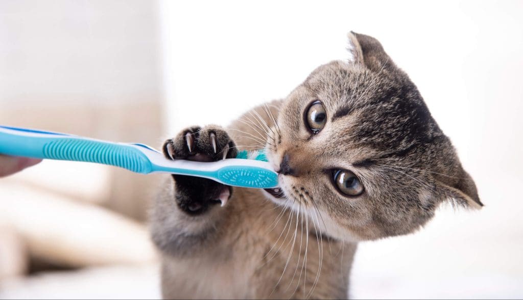 Gatito se lava con cepillo los dientes